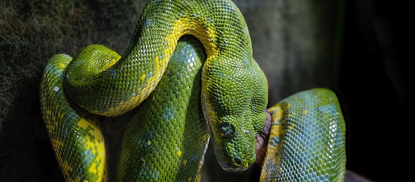 Πύθωνας τεσσάρων μέτρων και δεκάδες αυγά βρέθηκαν κάτω από σπίτι στις ΗΠΑ (βίντεο)